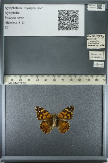 Media type: image;   Entomology 181647